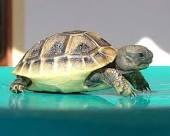 http://www.tortuga.it